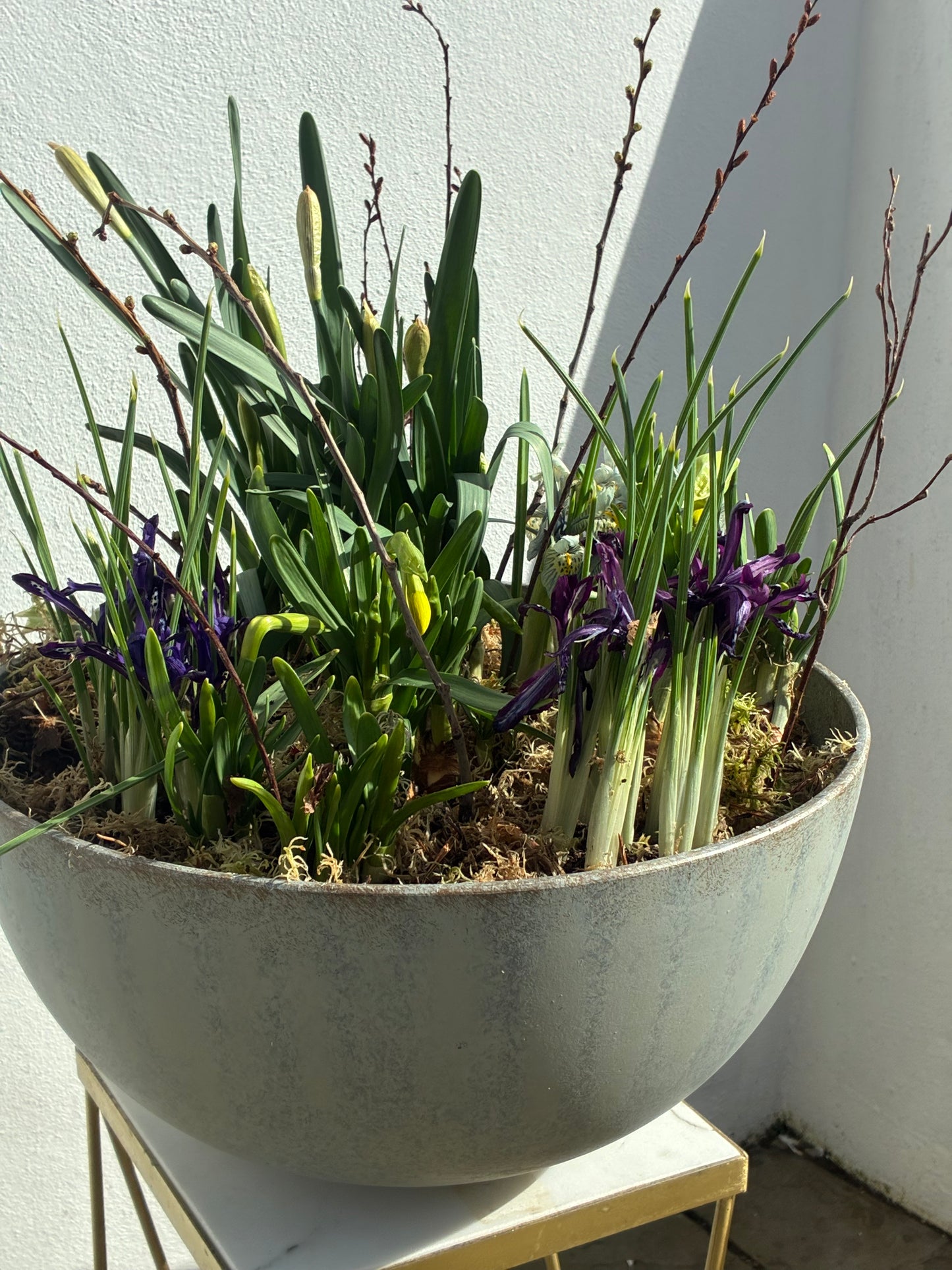 Spring bulb planter